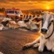 NHAI one-metre cattle wall new highways